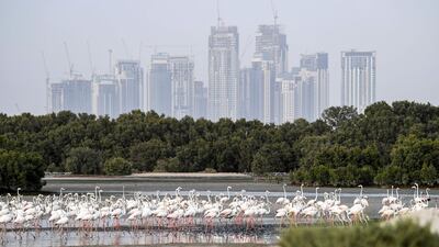 Pink flamingoes feed in the mud flats at the Ras al-Khor Wildlife Sanctuary in Dubai, with the city skyline seen in the background. AFP