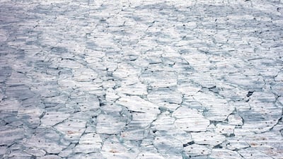 Nursery meltdown by Jennifer Hayes, as she records harp seals, seal pups and the blood of birth against the melting sea ice in the Gulf of St. Lawrence, Quebec, Canada, won Wildlife Photographer of the Year: Oceans: The Bigger Picture Award. Jennifer Hayes / Wildlife Photographer of the Year