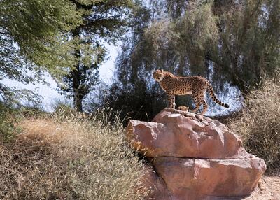 Authorities are cracking down oin the illegal trade of wildlife such as cheetahs. Reem Mohammed/The National