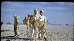 Camels have played a central role in Emirati life for thousands of years, a history explored in Zayed National Museum's coming exhibition. Photo: Peter Leach / DCT Abu Dhabi, Zayed National Museum Collection