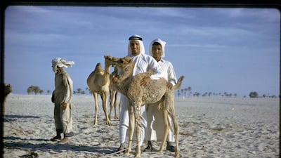 Camels have played a central role in Emirati life for thousands of years, a history explored in Zayed National Museum's coming exhibition. Photo: Peter Leach / DCT Abu Dhabi, Zayed National Museum Collection