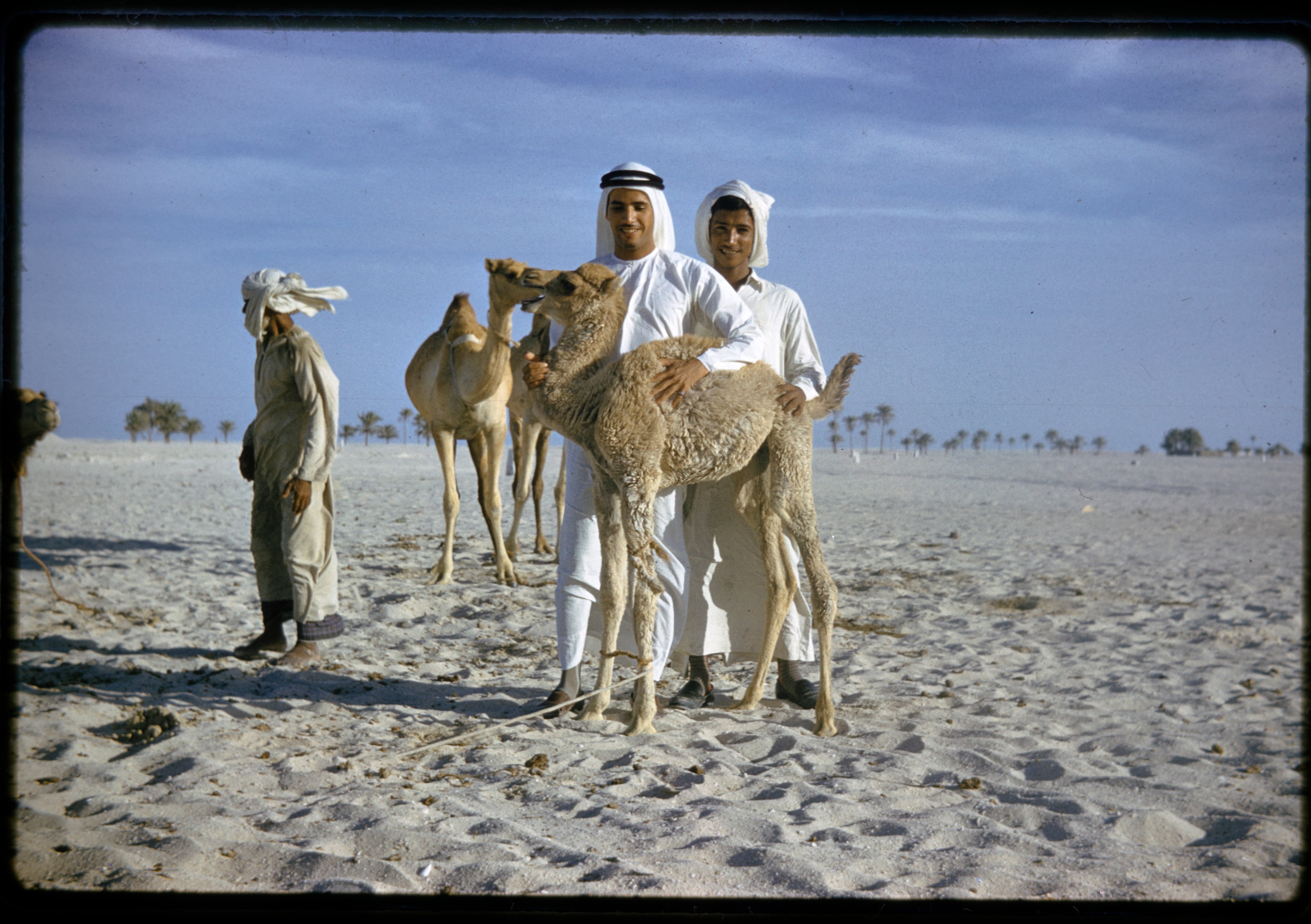 Zayed National Museum Launches Exhibition Detailing Seven Millennia of Camel History