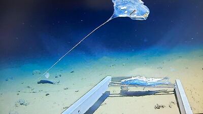 The team discovered a new species of jellyfish in the Indian Ocean. Courtesy: The Five Deeps Expedition