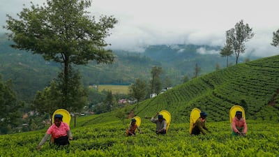 Sri Lanka’s new training facility in Radella is one of the most picturesque cricket venues in the world. Photo: SLC