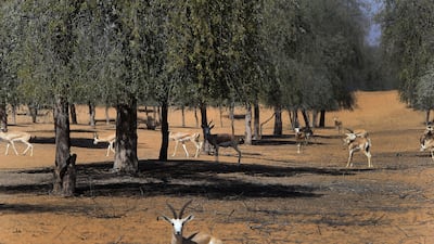 Researchers have found that some Ghaf tree biochar is better at absorbing carbon dioxide than other types of biochar derived from sources such as rice husks, coconut shells, carrot peel or wheat flour. Ravindranath K / The National