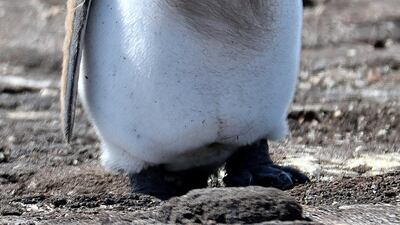 A king pengiun has a bad hair day on Georgia island in the South Atlantic. Eric Keller /The Comedy Wildlife Photography Awards 2019