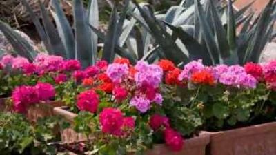 Brightly coloured plants can add interest to an otherwise dull area of your balcony.