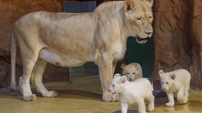 Lion mother Kiara stands besides her three white lion cubs, one male and two female, in their enclosure at the zoo in Magdeburg, Germany. AP Photo