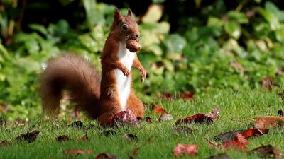 A red squirrel stockpiles walnuts in Pitlochry, Scotland. Reuters