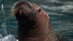 Kaya the baby Pacific walrus was born at SeaWorld Abu Dhabi in May. Chris Whiteoak / The National