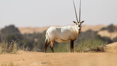 Species like the Arabian oryx reflect the riches of nature that are put at risk by the illegal wildlife trade. Sarah Dea / The National