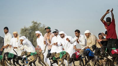 The ninth Saluki Championship. Photo Courtesy / Saluki Championship