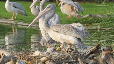 The Wasit Wetland Reserve is now home to two pink-backed pelican chicks. Courtesy Environment and Protected Areas Authority in Sharjah
