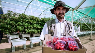Shaukat Ali, agricultural technician at Abu Dhabi Agriculture and Food Safety Authority (Adafsa) with freshly picked raspberries at the UAE’s first raspberry and blackberry model farm. Victor Besa / The National
