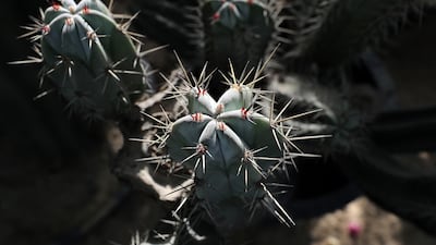 Prices for cactus plants at the plant souq range from Dh100 to Dh25,000, some are 2.5 metres tall.