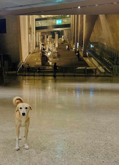 Mimi at Grand Egyptian Museum in Cairo Photo: Social media