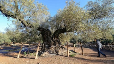 The oldest olive tree in Spain, growing in the municipality of Uldecona, on December 6, 2016. Jose Jordan / AFP