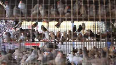 Caged ornamental birds for sale at Crawford Market. Subhash Sharma for The National