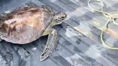 The turtles will remain at the aquarium until they grow and then be released into their natural habitat. Photo: Salam Al Amir / The National