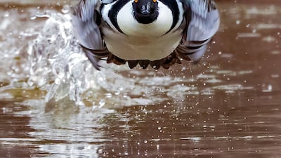 Charles Schmidt from the USA won the gold for the Behaviour - Birds category. He took a picture of a Male Hooded Merganser in Huntley Meadows Park, Alexandria, USA
