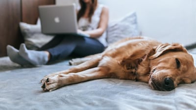 Dogs will be used to having their owners at home with them. Unsplash