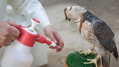 Kuwaiti falconer Ahmad Al Nowaif tends to his falcon. Sebastian Castelier for The National