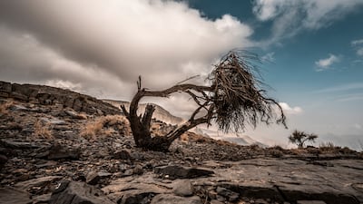 Managing partner of Adventurati Outdoor, Fadi Hachicho, says the Highlander trail is ideal for trail runners who want to push their limits. Photo: Predrag Vuckovic