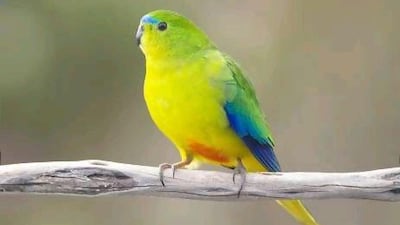 Australia's endangered orange-bellied parrot has caused problems for developers.