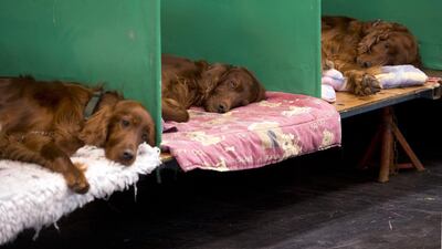 Three Irish Setter dogs sleep in their pens on the first day of the Crufts dog show at the National Exhibition Centre in Birmingham on March 5, 2015. A a prize-winning Irish Setter who died after competing at the event. Oli Scarff / AFP Photo