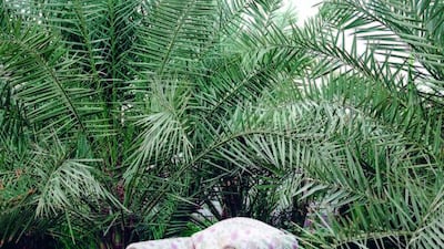 A sofa under the shade of palm trees in Al Maqam, Al Ain. Courtesy Reem Falaknaz / National Pavilion UAE.