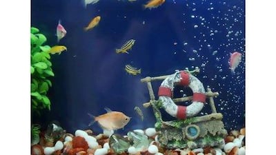 Fish in their new aquarium.