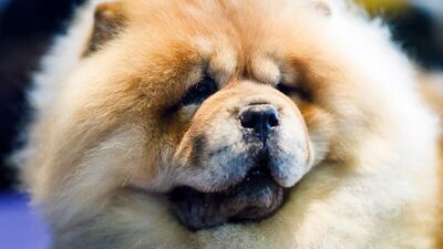 A Chow Chow named Davy. Photo: EPA