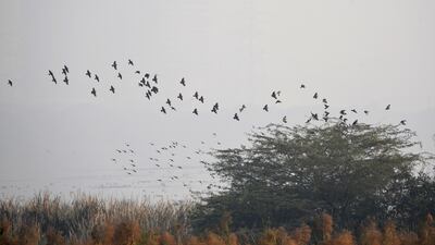 There are as many as 450 bird species found in the city and over seven bird sanctuaries, with Okhla being the largest