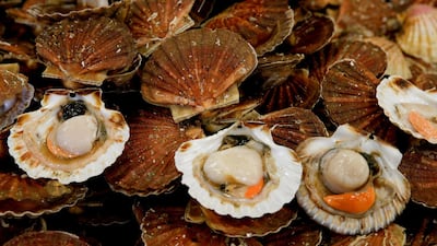 French vessels rammed British scallop dredgers off the coast of Normandy on August 28, in an attack described by one British fisherman as like “a scene out of Vietnam”. Reuters