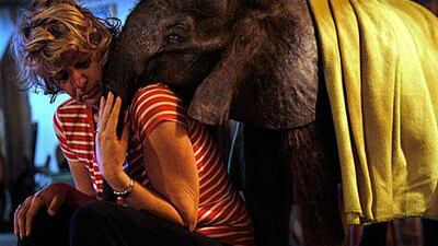 Jenny Webb comforts Moses, the orphaned baby elephant at their home in Malawi.