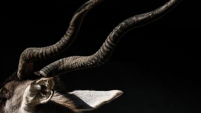 A close-up of an addax, also known as a white antelope.