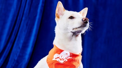 Other Puppy Bowl stars include Bandit