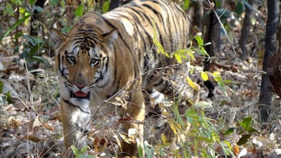 Indian tiger Jai walks through woods at Umred Karhandla Wildlife Sanctuary on March 10, 2012. He went missing in April 2016, sparking a massive search operation for the big cat with millions of adoring fans worried sick about his fate. AFP / STR