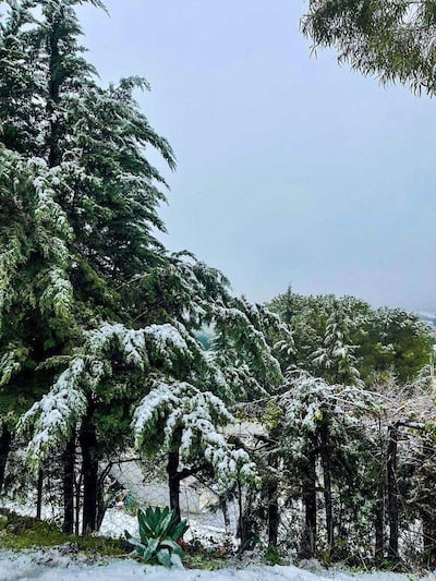 Snow in Ain Drahem, Jendouba, Tunisia. Photo: Rahil Maddouri