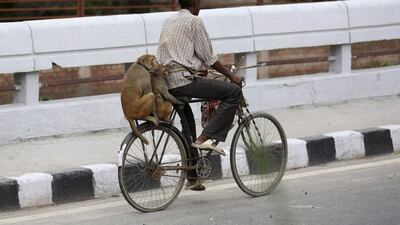Monkeys sit on the back seat of their master's bicycle as he rides on a street of New Delhi, India. Money Sharma / EPA