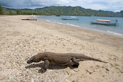 A Komodo dragon strolling along a beach in Komodo Island National Park, in East Nusa Tenggara, Indonesia. EPA