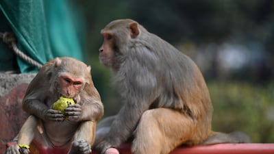Monkeys in a market area in New Delhi, where authorities have long tried to find answers to the growing simian population.
