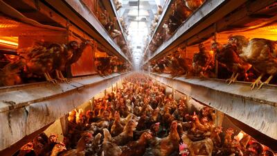 It has been proven that livestock cultivation is a major cause of greenhouse gases. Reuters