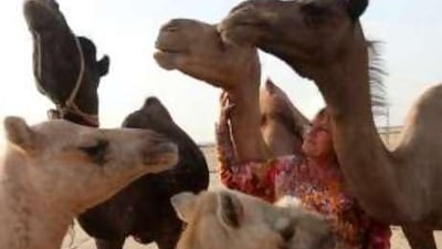 Ursula Musch with some of her camels on her farm near the Bab al Shams resort in Dubai.