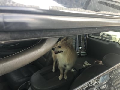 Neighbours first reported seeing the dog on Wednesday last week. The National