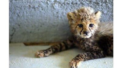 A reader hopes that the law prohibiting the import of big cats as pets will be well enforced. Sammy Dallal / The National