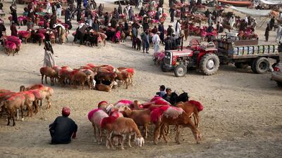 Sacrificial animals for sale are displayed at a market ahead of the holy festival of Eid al-Adha, in Jalalabad, Afghanistan. EPA