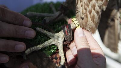 Dr Margit Muller, director of the Abu Dhabi Falcon Hospital, checks out a a bird-release ring on a falcon to ensure that she is fit to be freed.