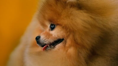 Game face: A Pomeranian named Mistral is groomed in the benching area during of the second day of competition. EPA