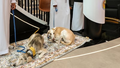 Two Saluki dogs enjoy a rest during a busy opening day at Adihex